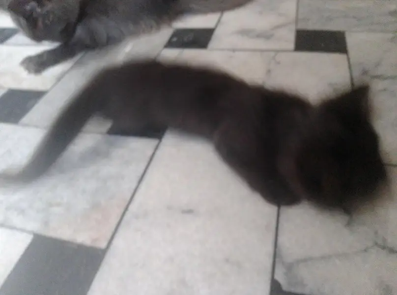 Black Persian Cat — photo 2