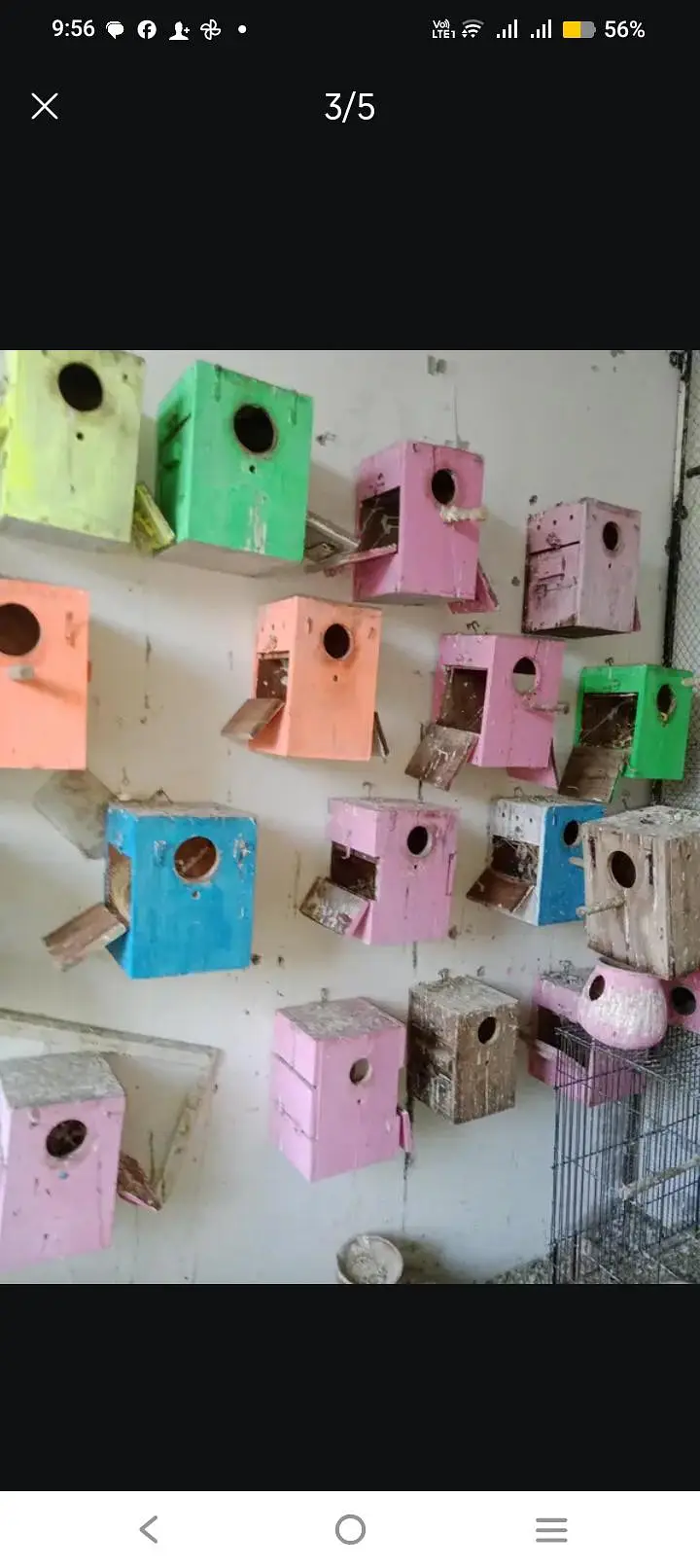 love bird bix — photo 2