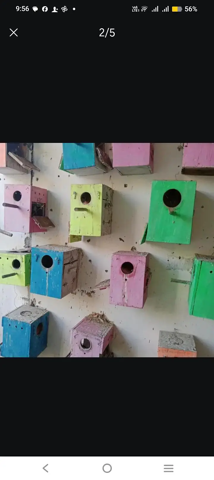 love bird bix — photo 3