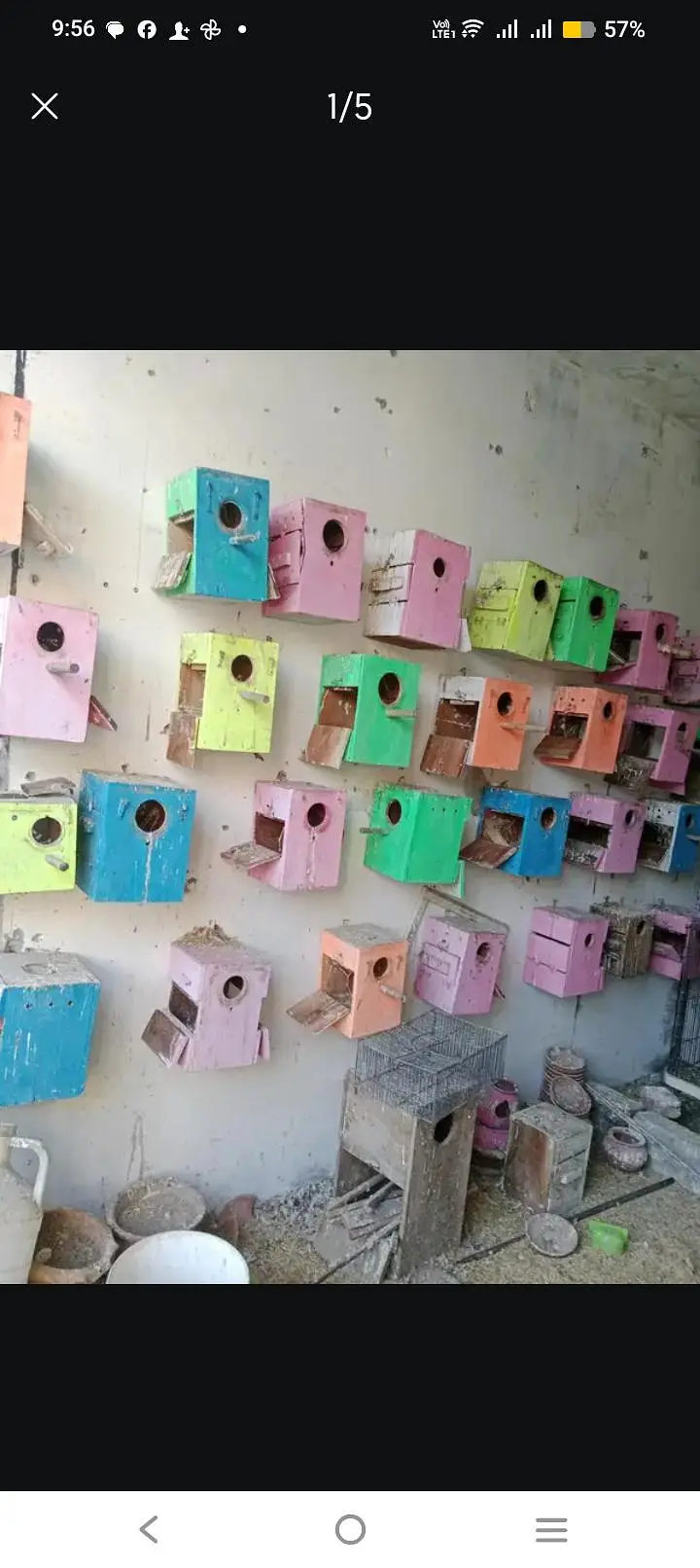 love bird bix — photo 4