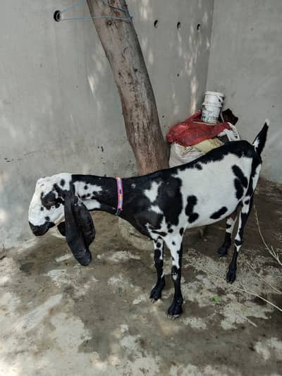 Goat For Sale