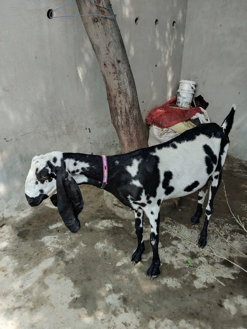 Goat For Sale