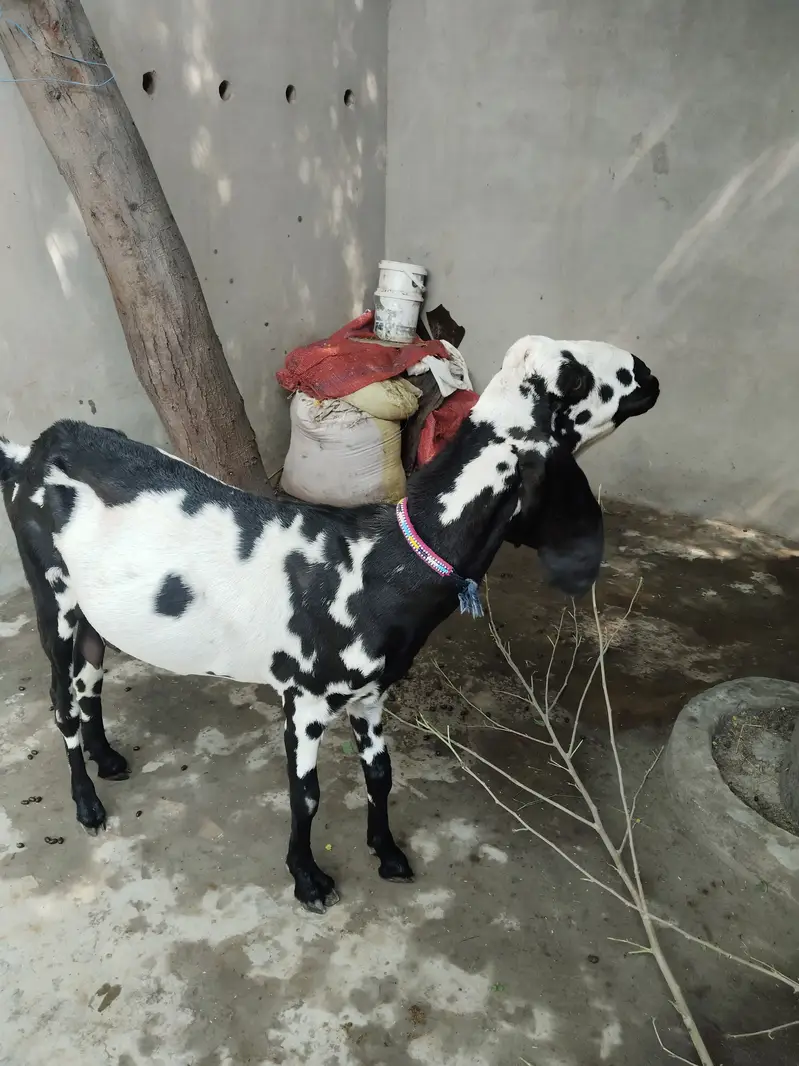 Goat For Sale — photo 2