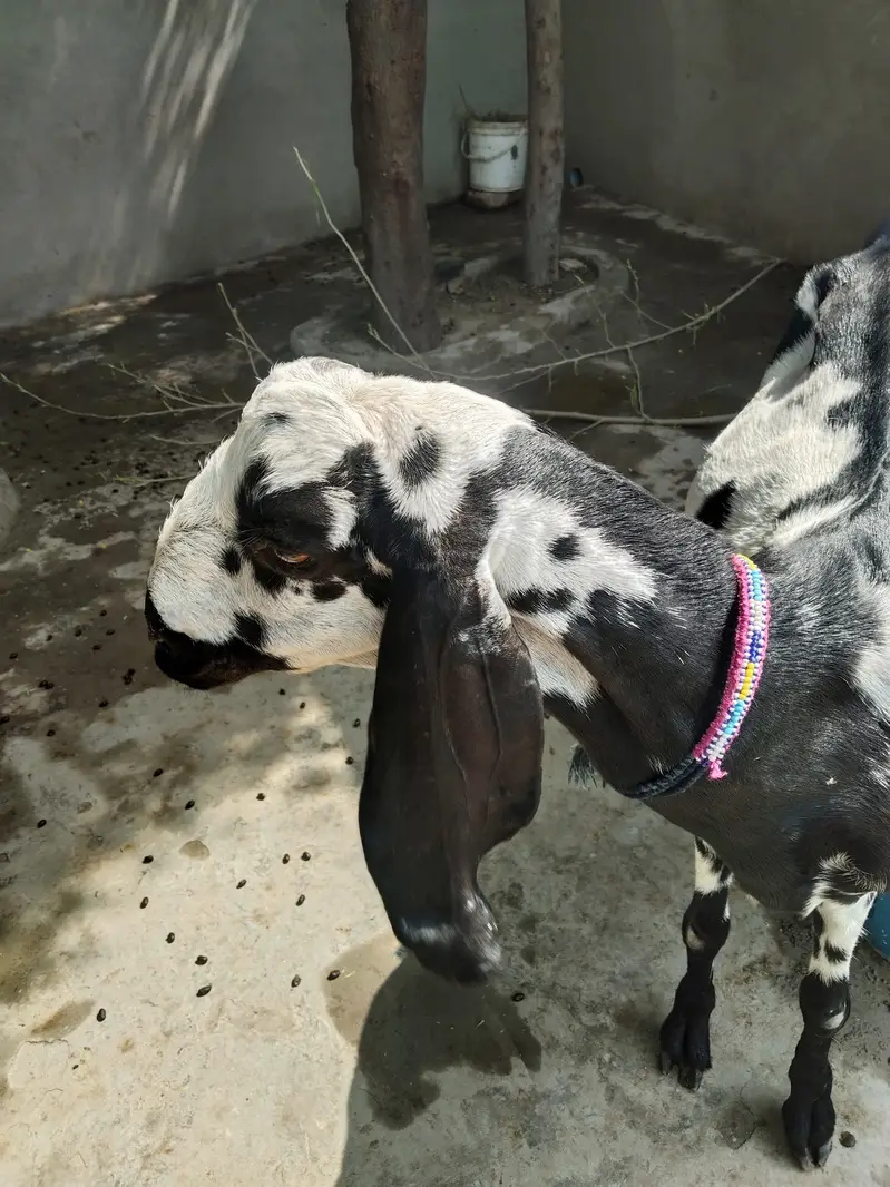 Goat For Sale — photo 3