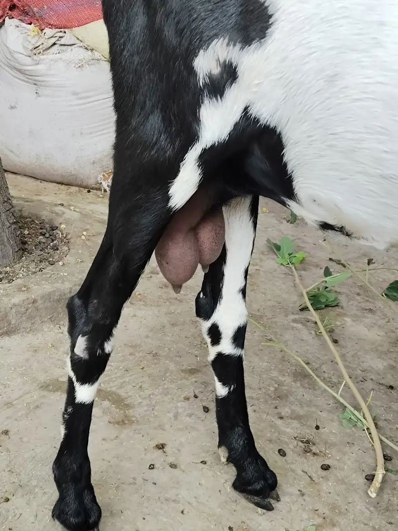 Goat For Sale — photo 4