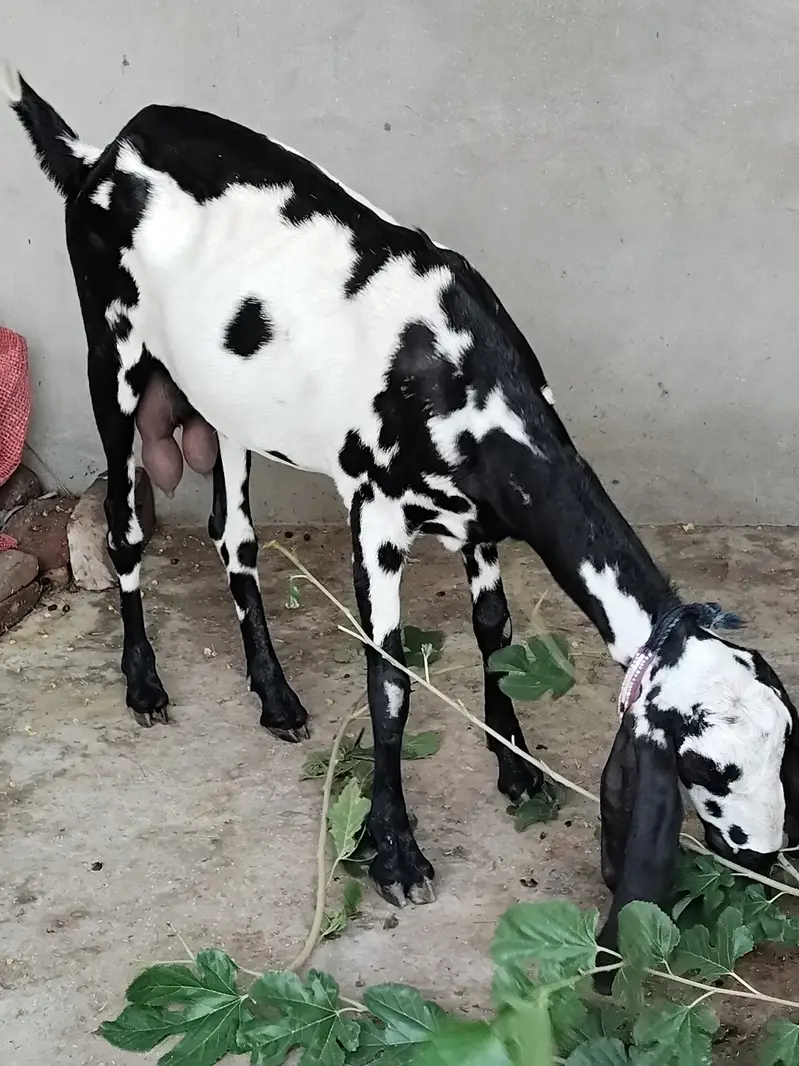 Goat For Sale — photo 5