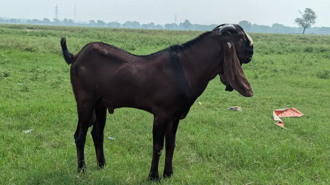 Nagra nasal