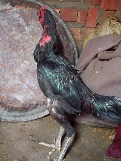 seal Murgaa For Sale