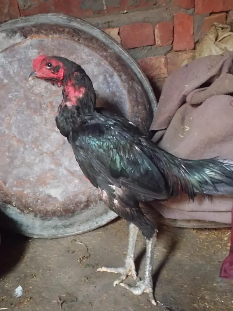 seal Murgaa For Sale — photo 2