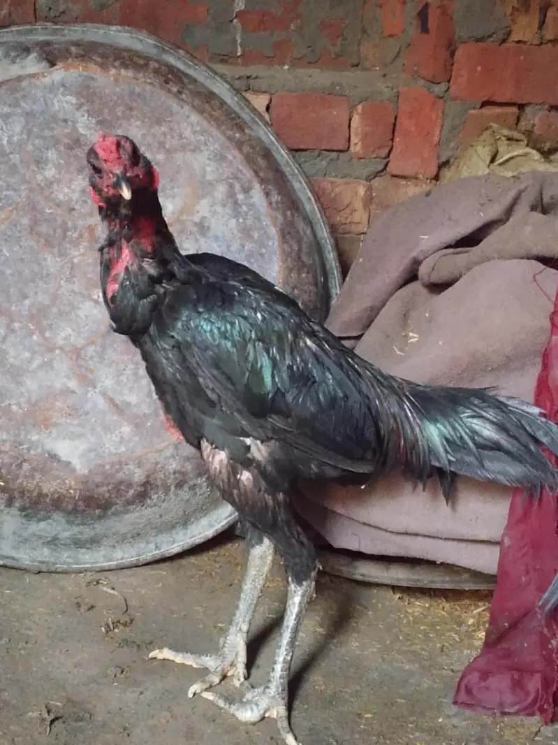 seal Murgaa For Sale — photo 3