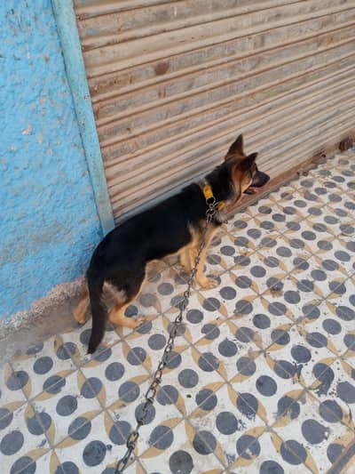 German shepherd female for sale