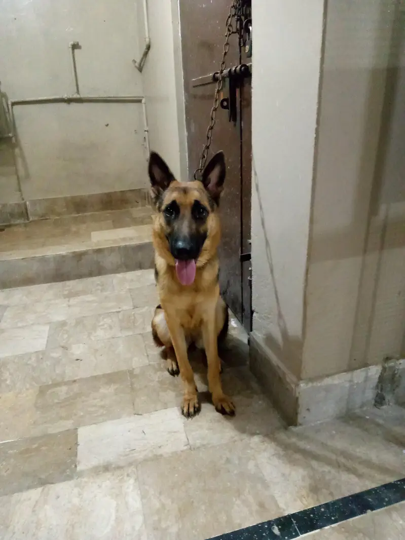 German shepherd female for sale — photo 2