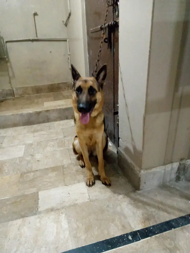 German shepherd female for sale — photo 3