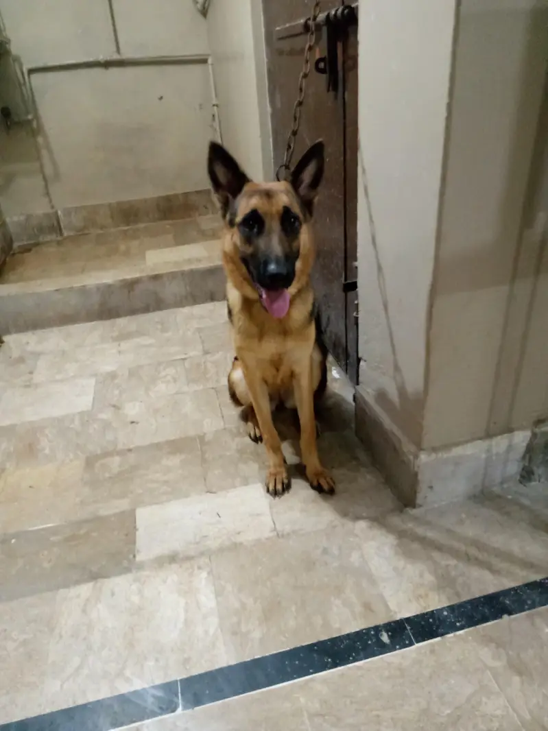 German shepherd female for sale — photo 4