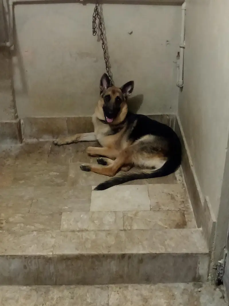 German shepherd female for sale — photo 5