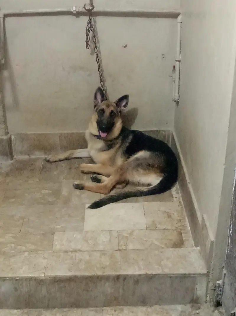 German shepherd female for sale — photo 6