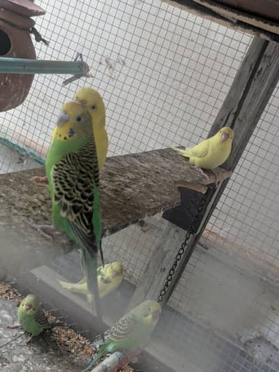 Australian parrot 100% Breeder Pair with babies