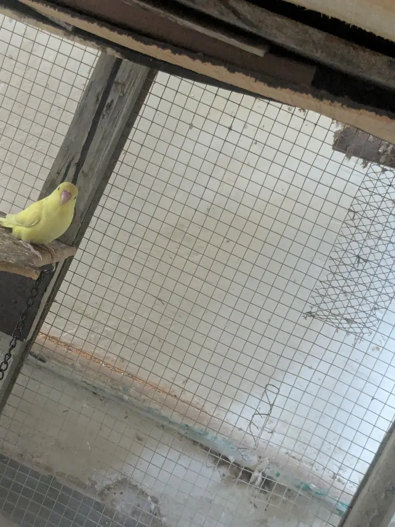 Australian parrot 100% Breeder Pair with babies — photo 3