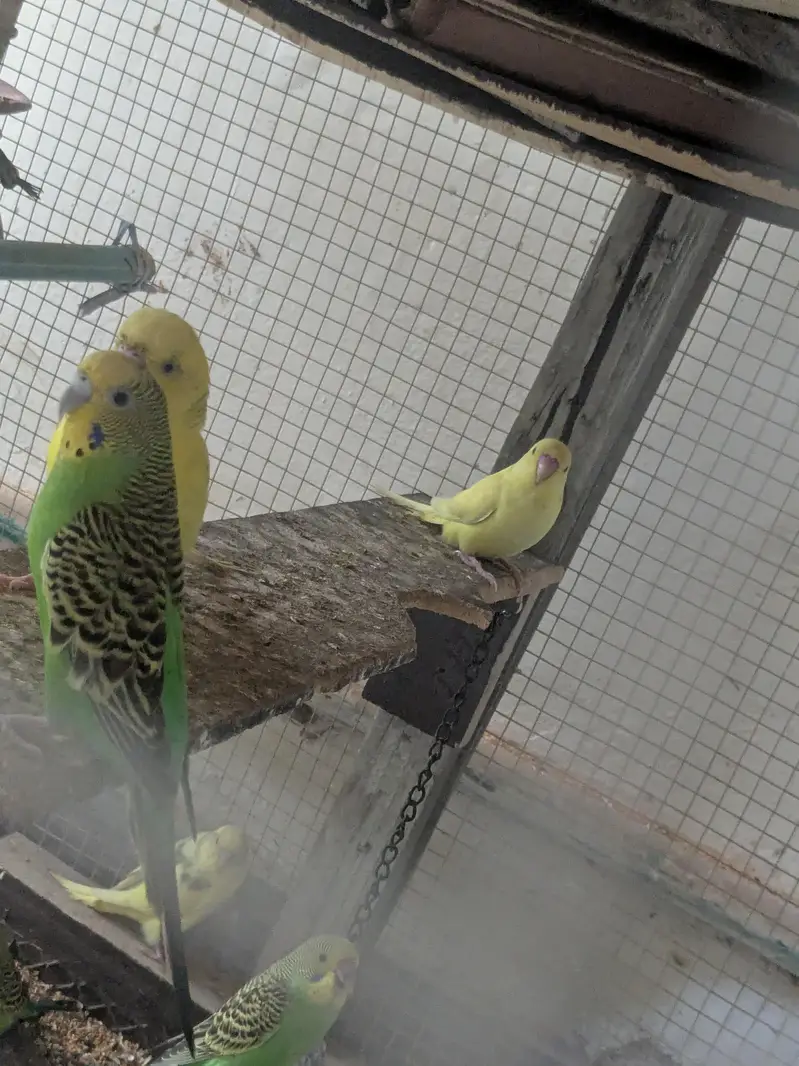 Australian parrot 100% Breeder Pair with babies — photo 4