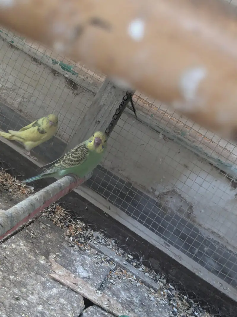 Australian parrot 100% Breeder Pair with babies — photo 5