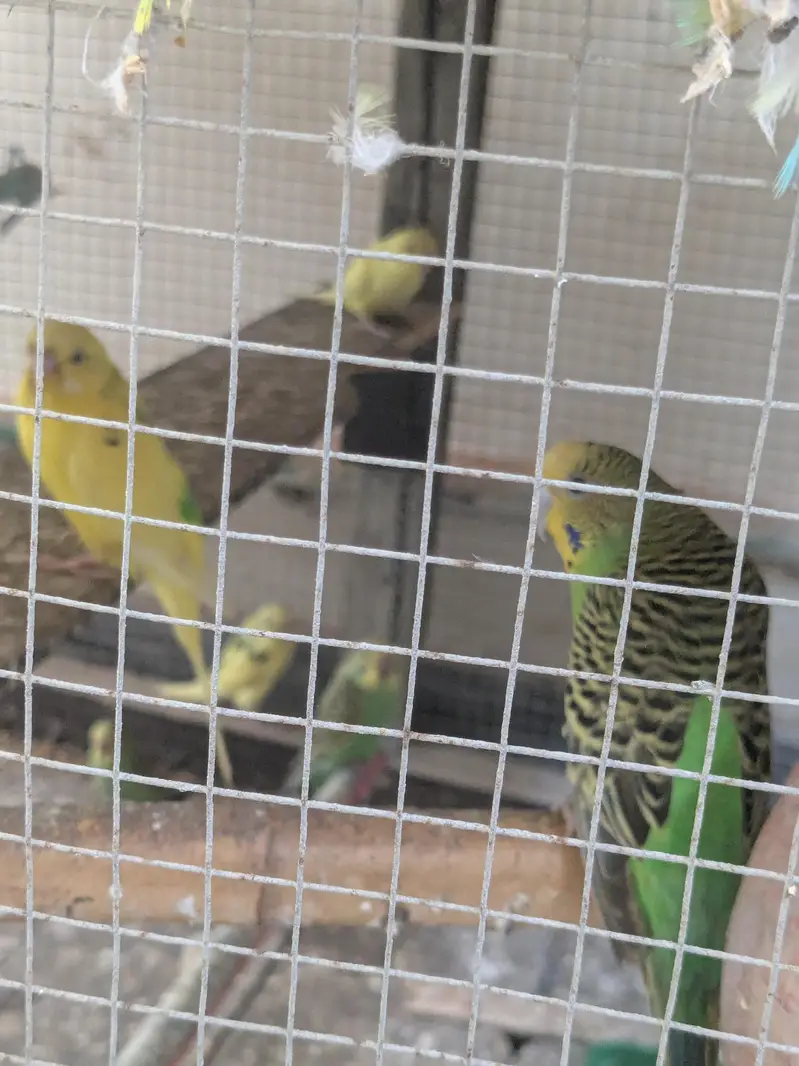 Australian parrot 100% Breeder Pair with babies — photo 6