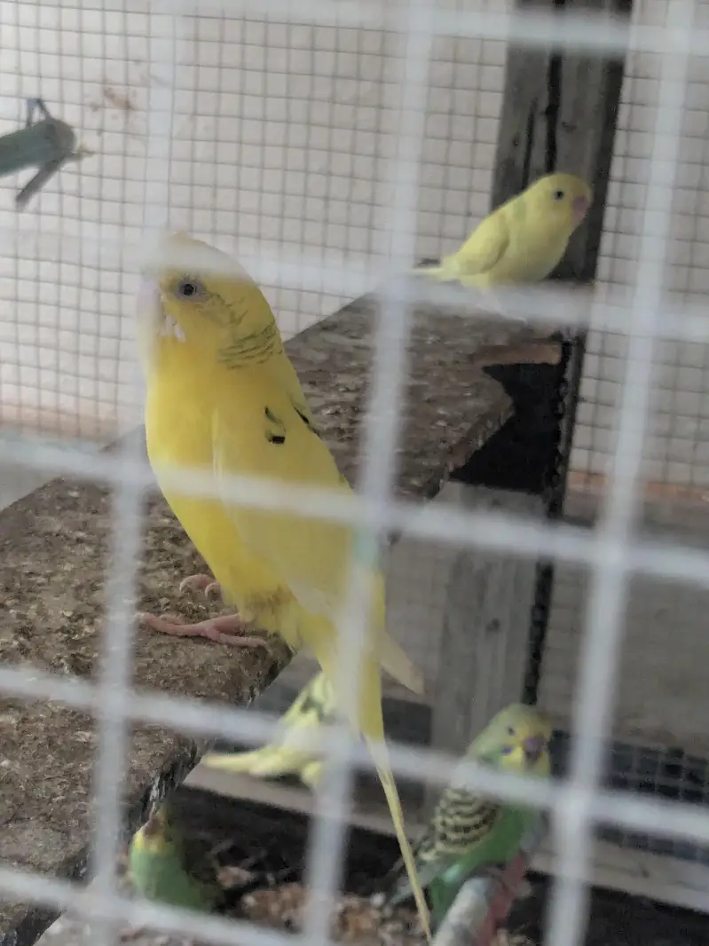 Australian parrot 100% Breeder Pair with babies — photo 7