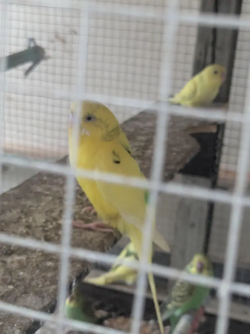 Australian parrot 100% Breeder Pair with babies — photo 8