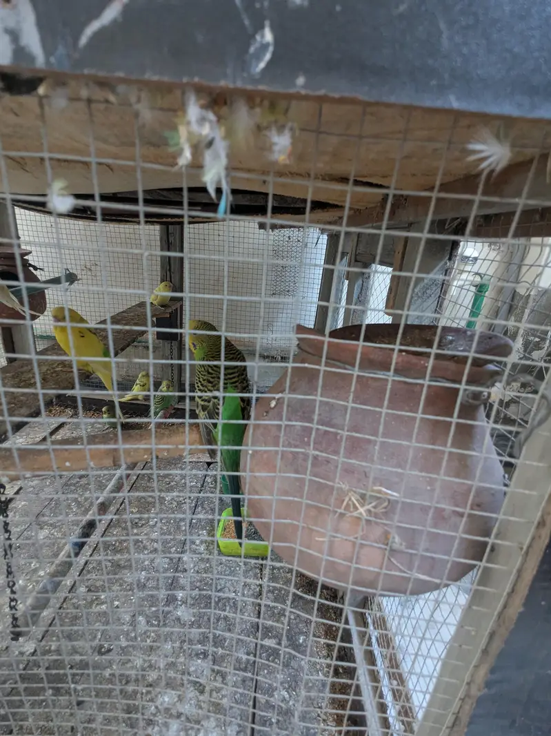 Australian parrot 100% Breeder Pair with babies — photo 9