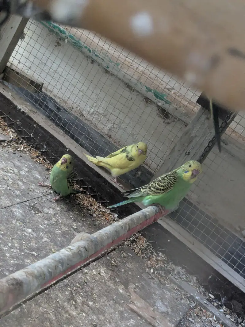 Australian parrot 100% Breeder Pair with babies — photo 10