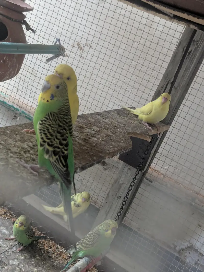 Australian parrot 100% Breeder Pair with babies — photo 11