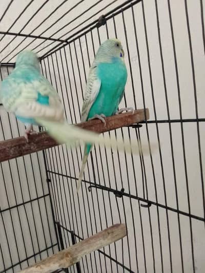Hogoromo parrot / Rambo parrot Healthy Pair  – Active & Beautiful