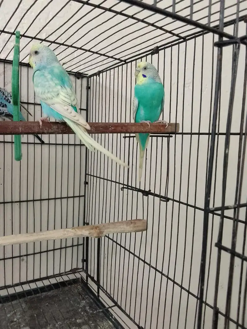 Rambo parrot Healthy Pair  – Active & Beautiful — photo 2