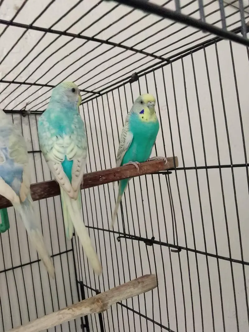 Rambo parrot Healthy Pair  – Active & Beautiful — photo 3