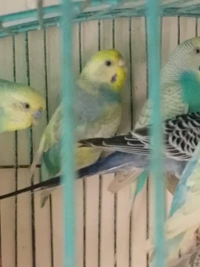 Rambo parrot Healthy Pair  – Active & Beautiful