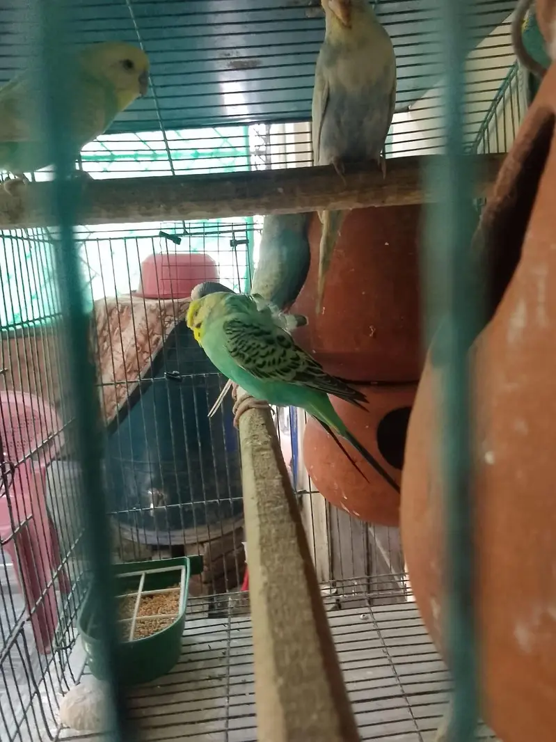 Rambo parrot Healthy Pair  – Active & Beautiful — photo 5