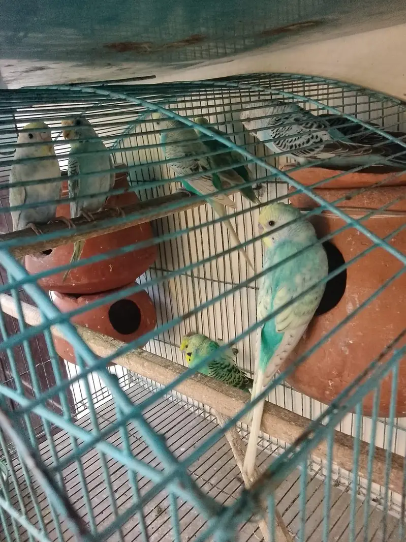 Rambo parrot Healthy Pair  – Active & Beautiful — photo 6