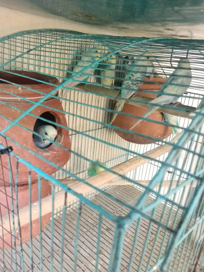 Rambo parrot Healthy Pair  – Active & Beautiful — photo 7