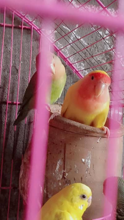 Beautiful Love Birds Pair  | Healthy & Active