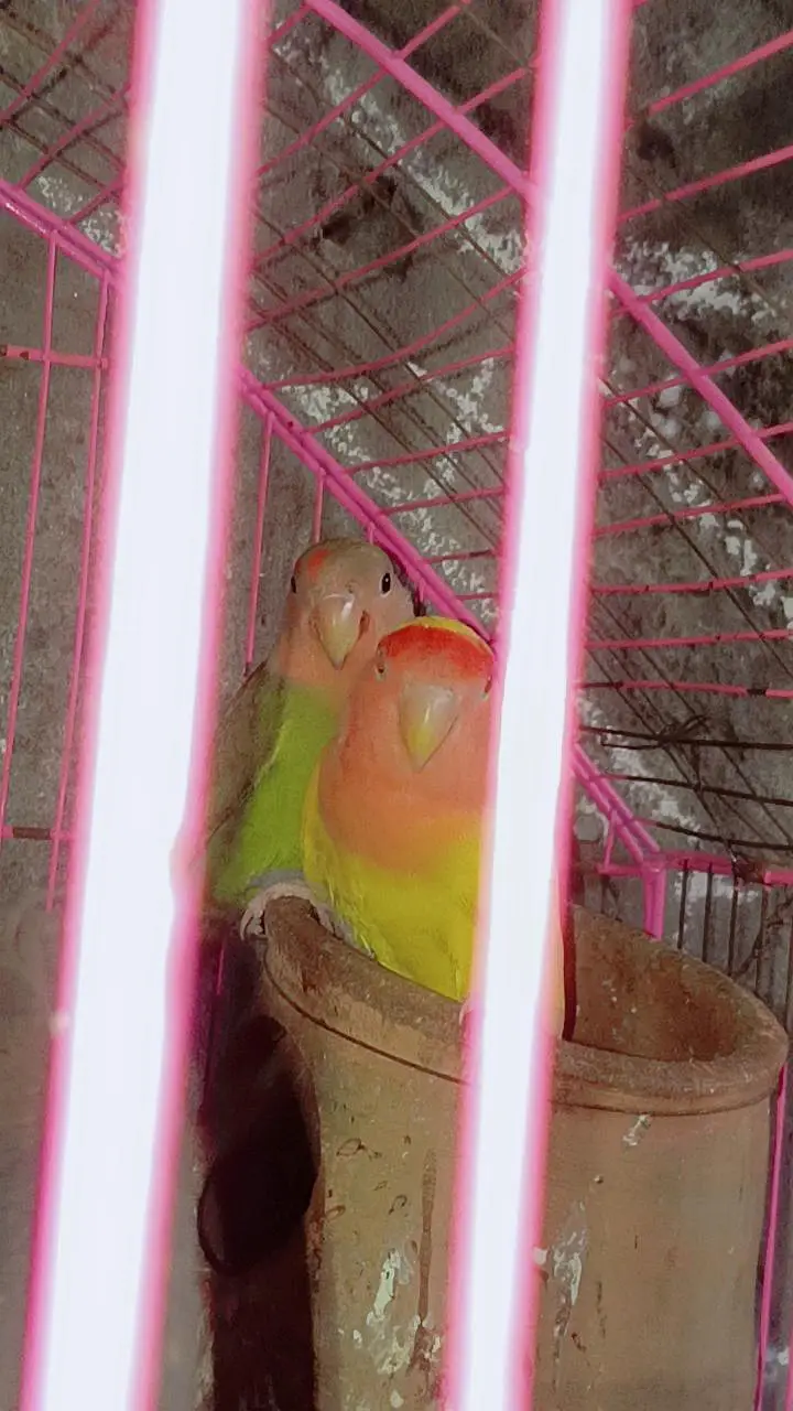 Beautiful Love Birds Pair  | Healthy & Active — photo 2