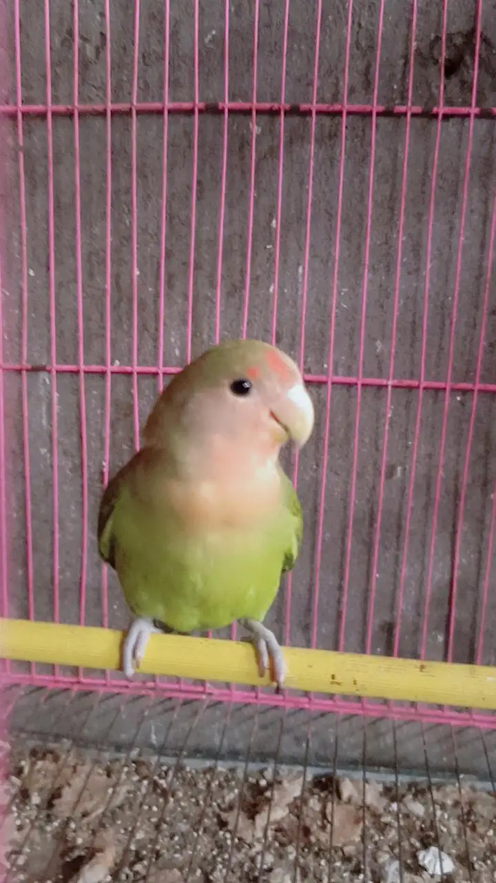 Beautiful Love Birds Pair  | Healthy & Active — photo 3
