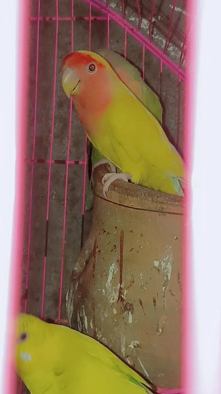 Beautiful Love Birds Pair  | Healthy & Active — photo 4