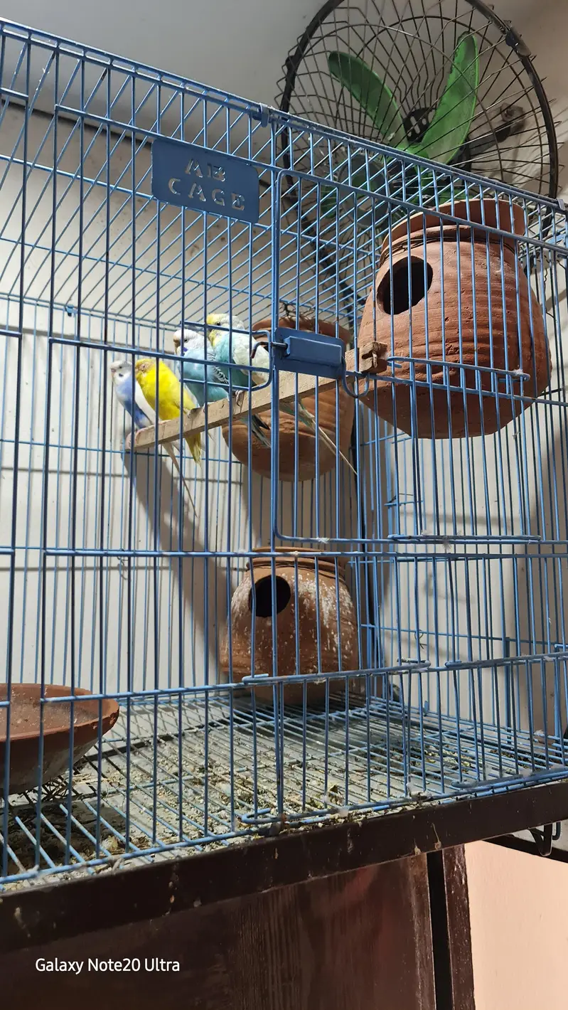 Australia parrot — photo 2