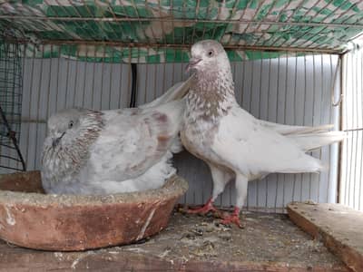 Salaty lakhea pair for sale. . .