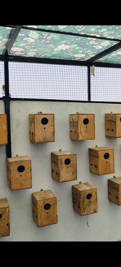 Love birds Boxes