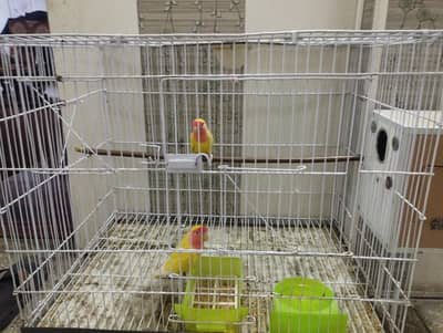birds with cage and box