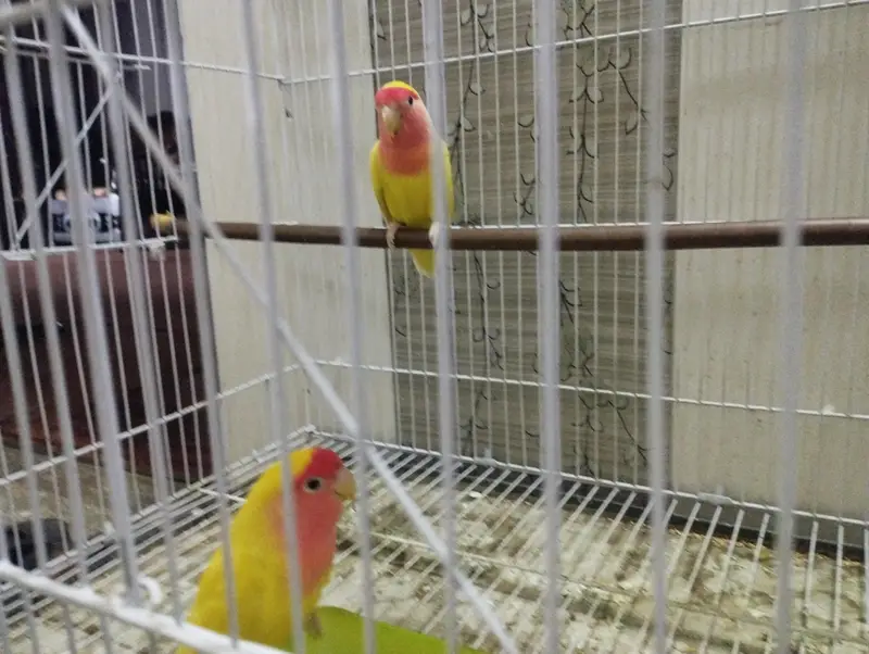 birds with cage and box — photo 2