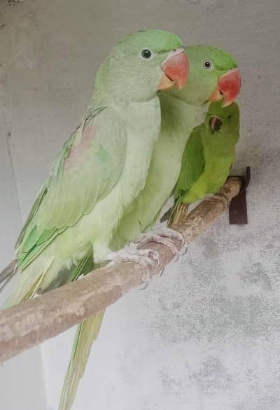I want to sale my RAW PARROT adult pair age 2.5years