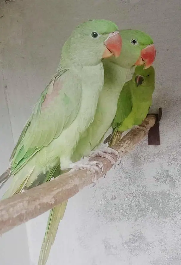 I want to sale my RAW PARROT adult pair age 2.5years