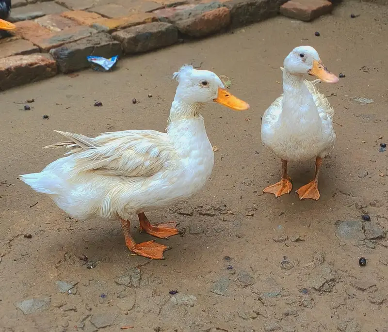 duck  for sale     pair duck 2 JORA in 1 male