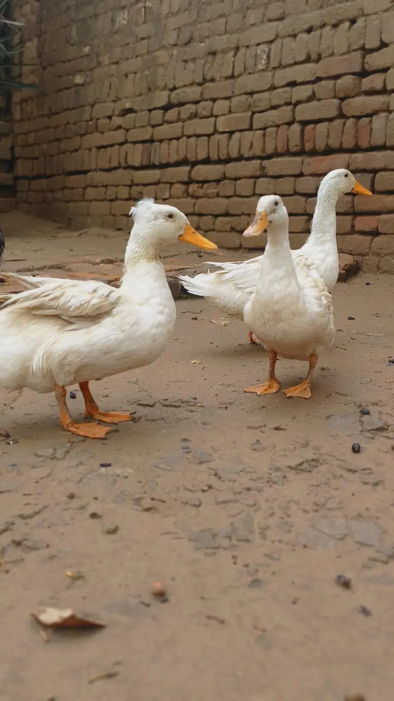 duck  for sale     pair duck 2 JORA in 1 male — photo 2